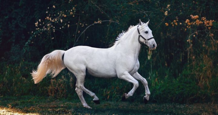 Exclusive Horses